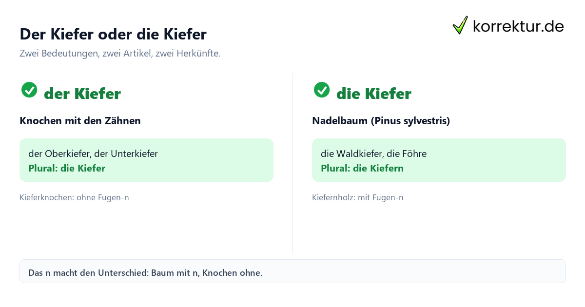 Kiefer Artikel