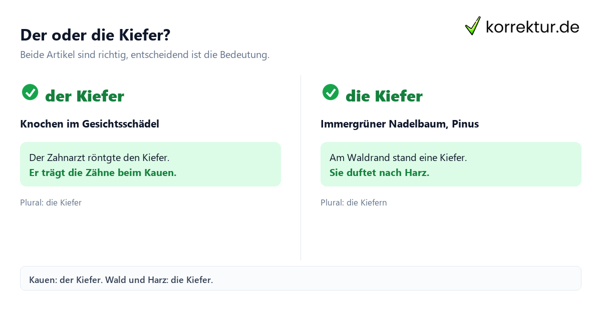 der oder die Kiefer der oder die Kiefer
