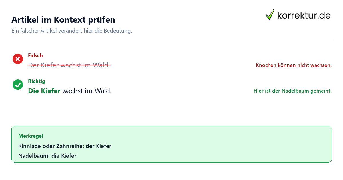 der oder die Kiefer der oder die Kiefer